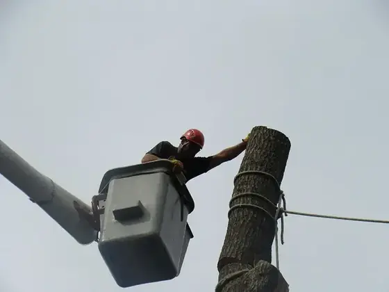 A Colt Tree Service climber and a bucket truck operator taking the final section off a large trunk