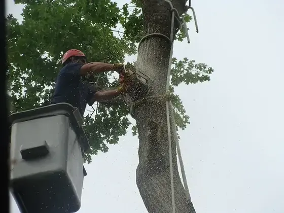 A Colt Tree Service climber working from a bucket, cutting back a leafy oak