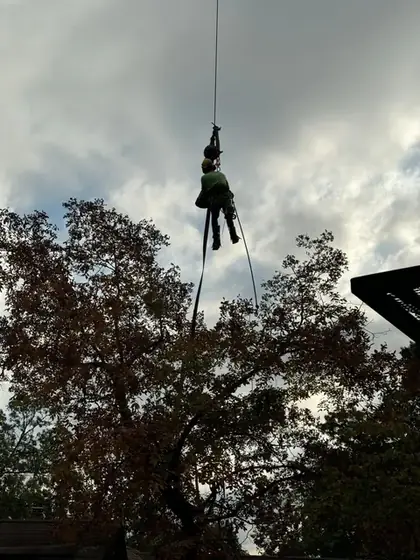 A Colt Tree Service climber rappelling down a rigging rope against a cloudy Ozark sky