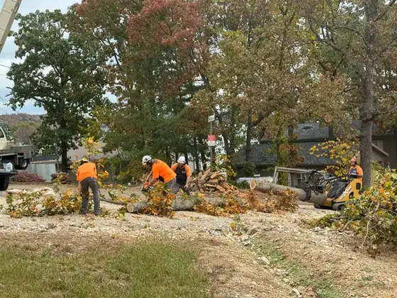 The Colt Tree Service crew in orange cutting up a large pile of trunk sections in autumn