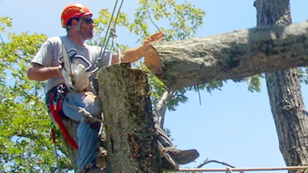 A Colt Tree Service climber mid cut on a large limb in full rigging