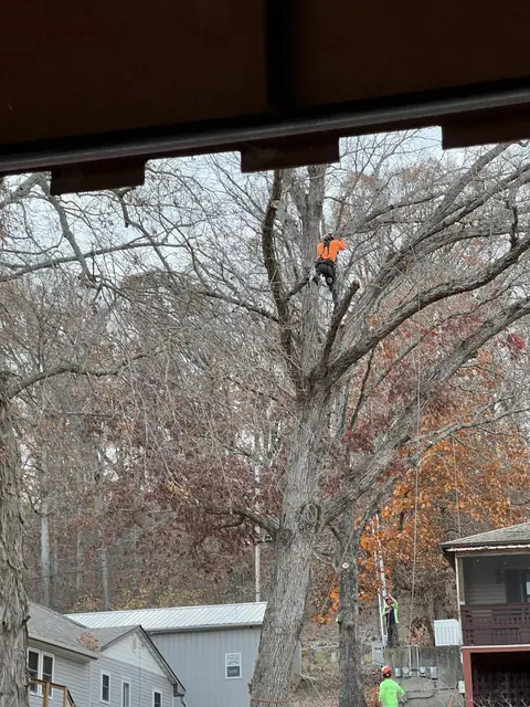 A Colt Tree Service climber high in a tall bare tree with a second crew member on the ground