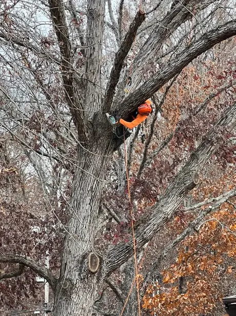 A Colt Tree Service climber working deep inside the canopy of a large bare oak