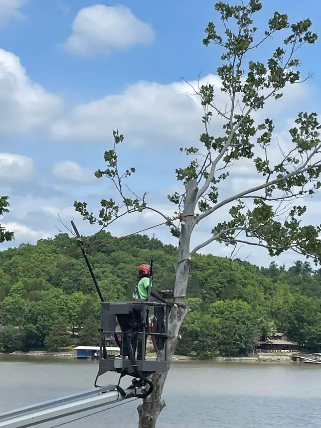 A Colt Tree Service bucket truck pruning a sycamore on the Lake of the Ozarks shoreline