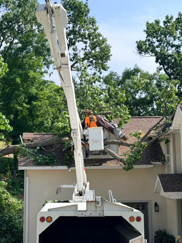 A Colt Tree Service bucket truck lifting a fallen limb off a tarped roof after a storm